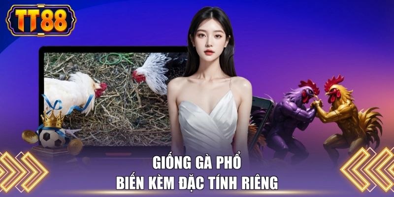 Giống gà phổ biến kèm đặc tính riêng