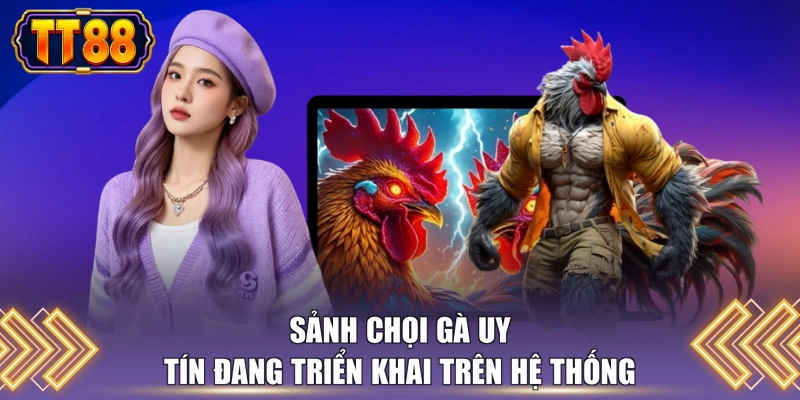 Sảnh chọi gà uy tín đang triển khai trên hệ thống